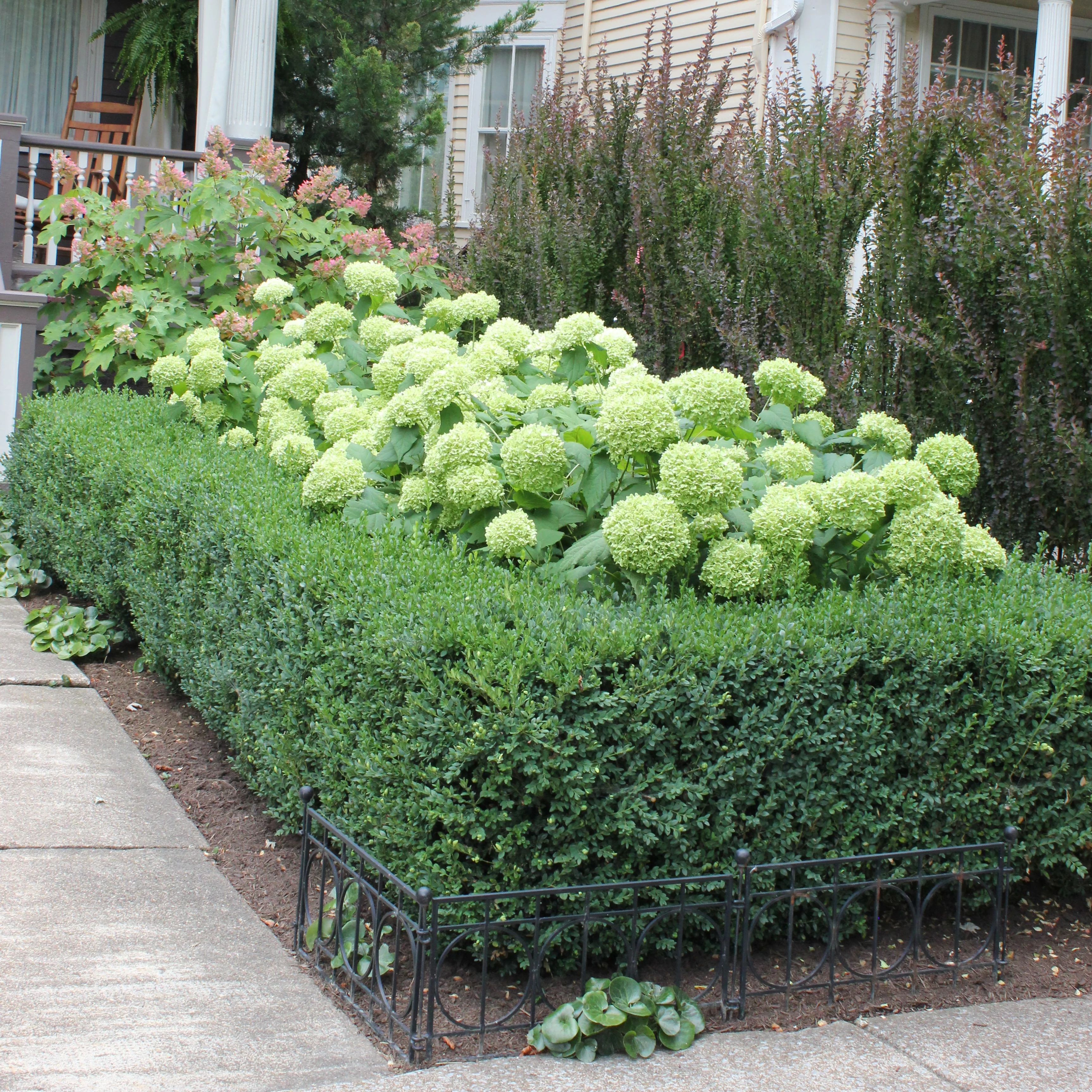 'Annabelle' Smooth Hydrangea - DISCONTINUED - Image 3