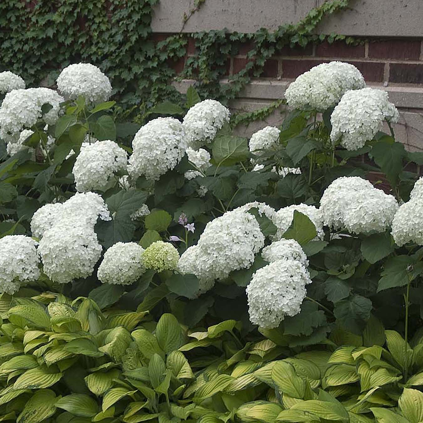 'Annabelle' Smooth Hydrangea - DISCONTINUED - Image 4