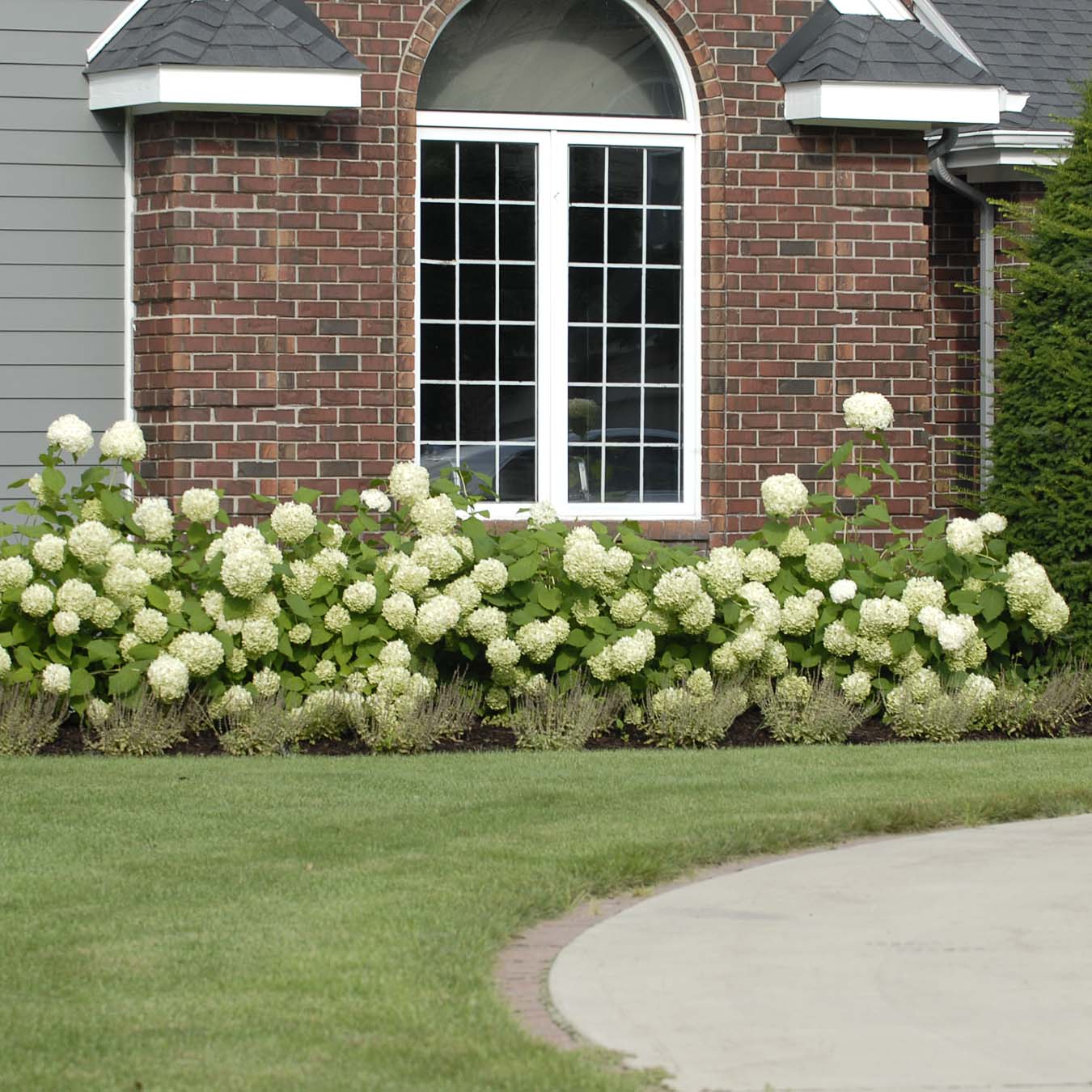 'Annabelle' Smooth Hydrangea - DISCONTINUED - Image 5
