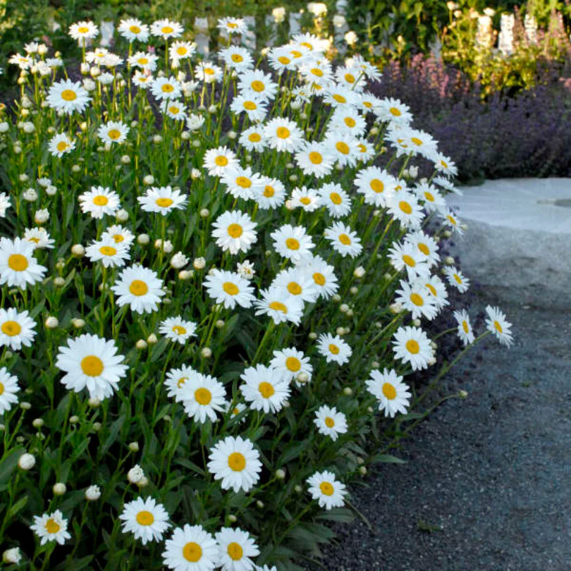 'Becky' Shasta Daisy - Image 3