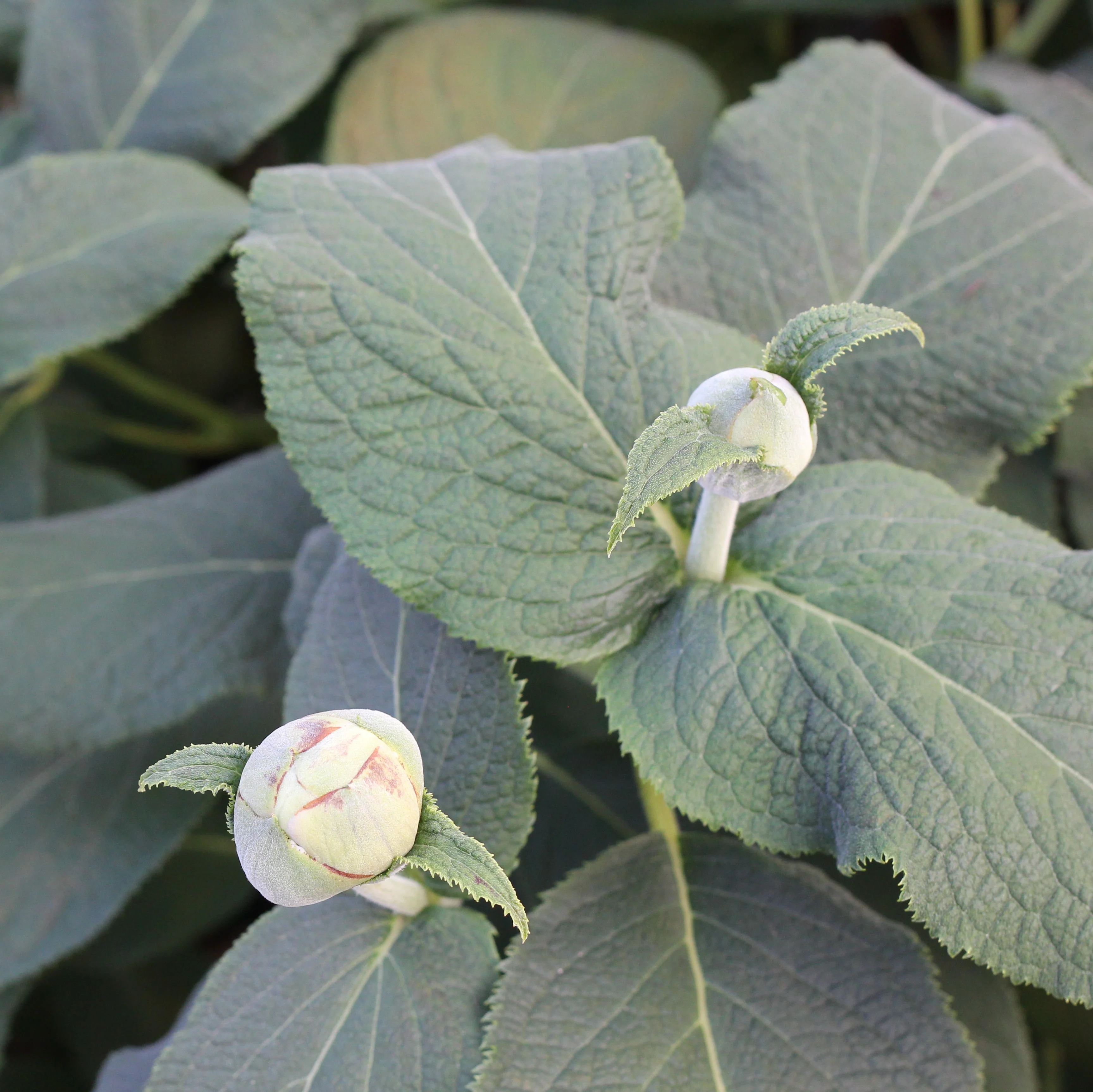 Blue Bunny™ Bracted Hydrangea - DISCONTINUED - Image 3