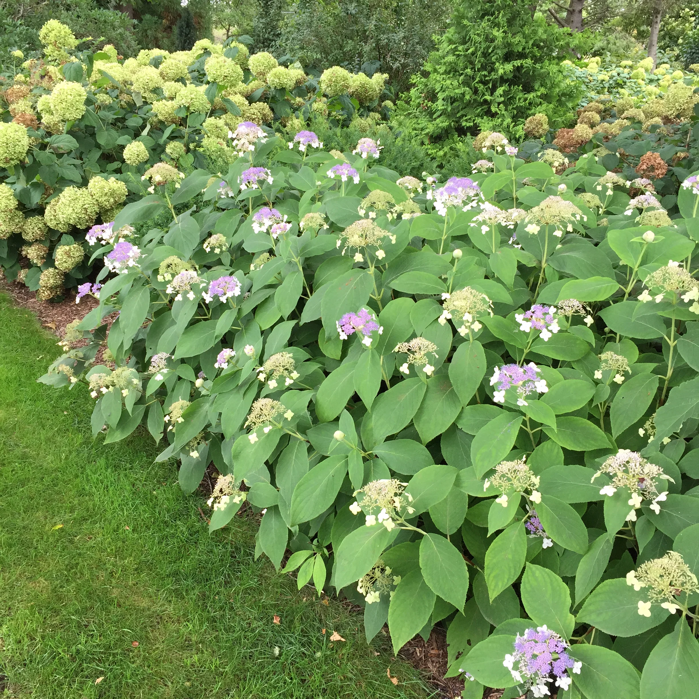 Blue Bunny™ Bracted Hydrangea - DISCONTINUED - Image 4