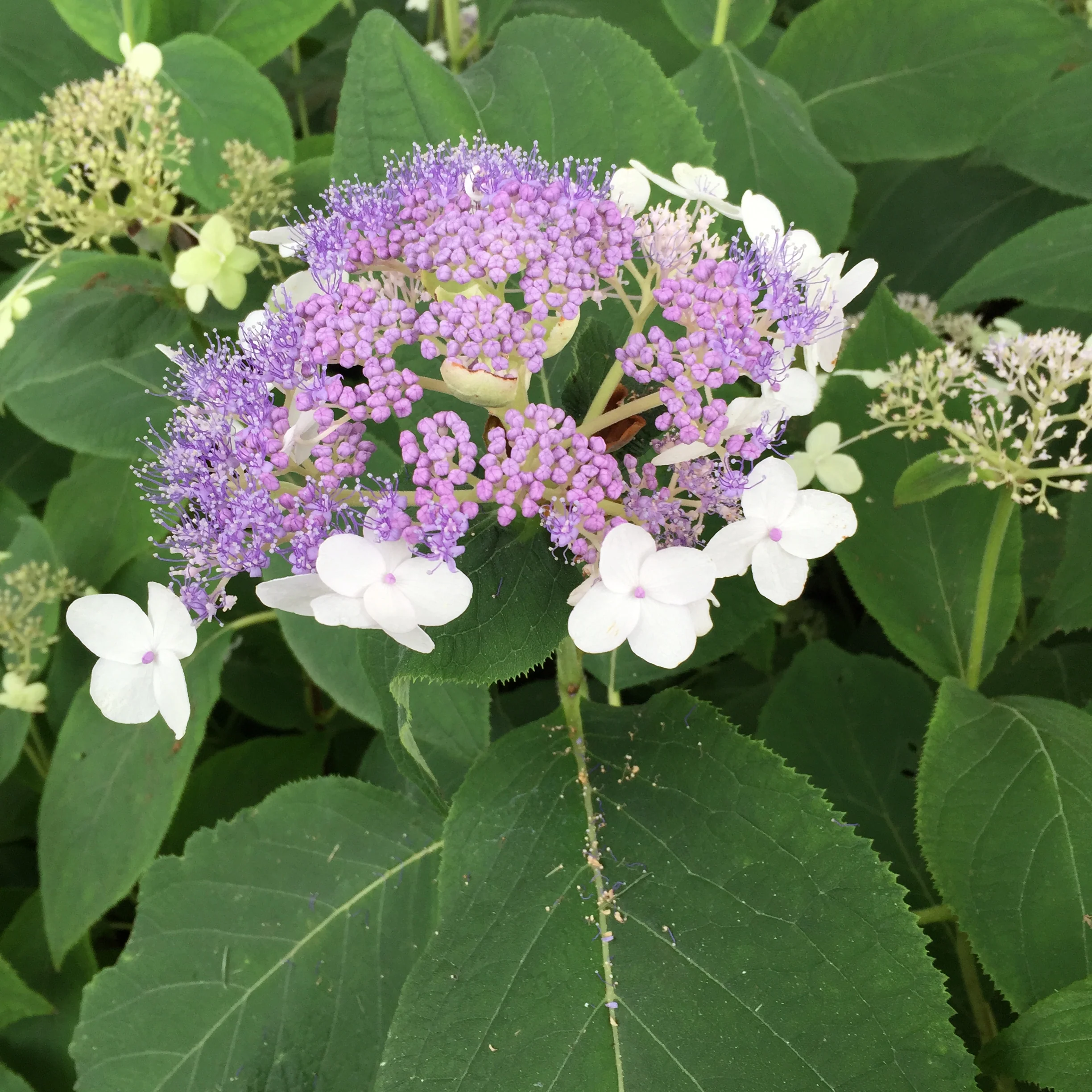 Blue Bunny™ Bracted Hydrangea - DISCONTINUED - Image 5