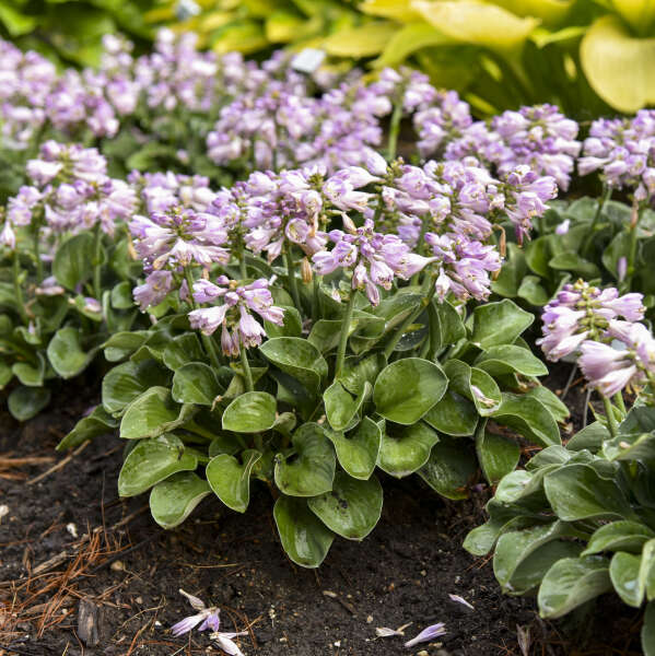 'Blue Mouse Ears' Hosta - Image 3