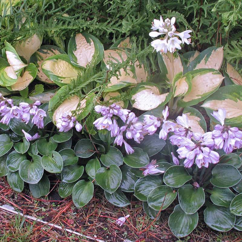 'Blue Mouse Ears' Hosta - Image 4