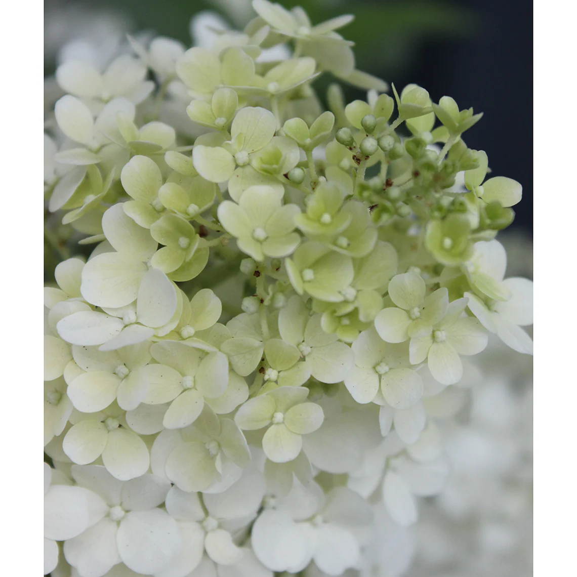 Bobo® Panicle Hydrangea - Image 3