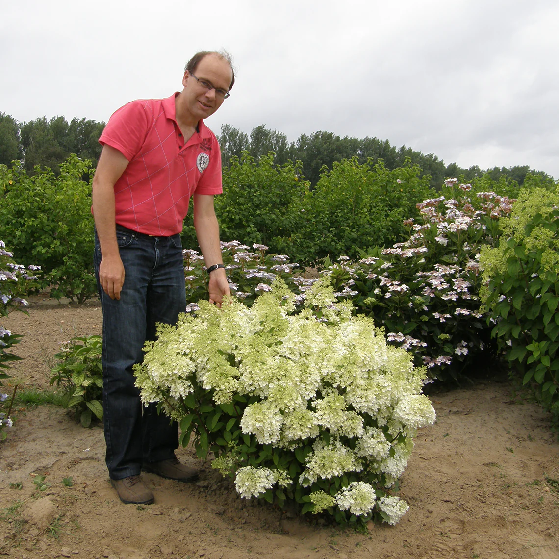 Bobo® Panicle Hydrangea - Image 4
