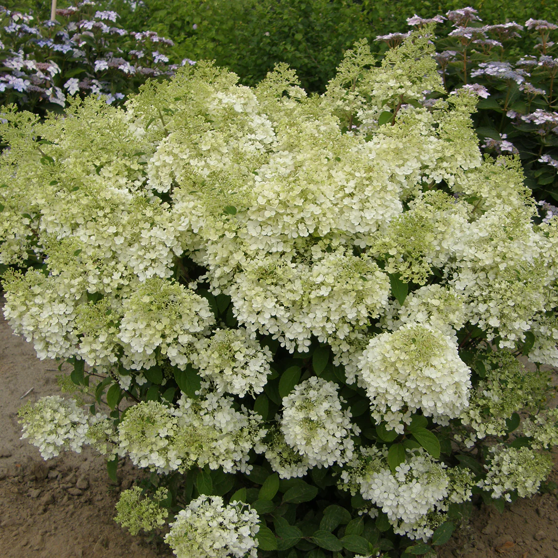 Bobo® Panicle Hydrangea - Image 5