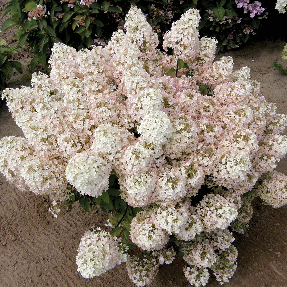 Bobo® Panicle Hydrangea - Image 6