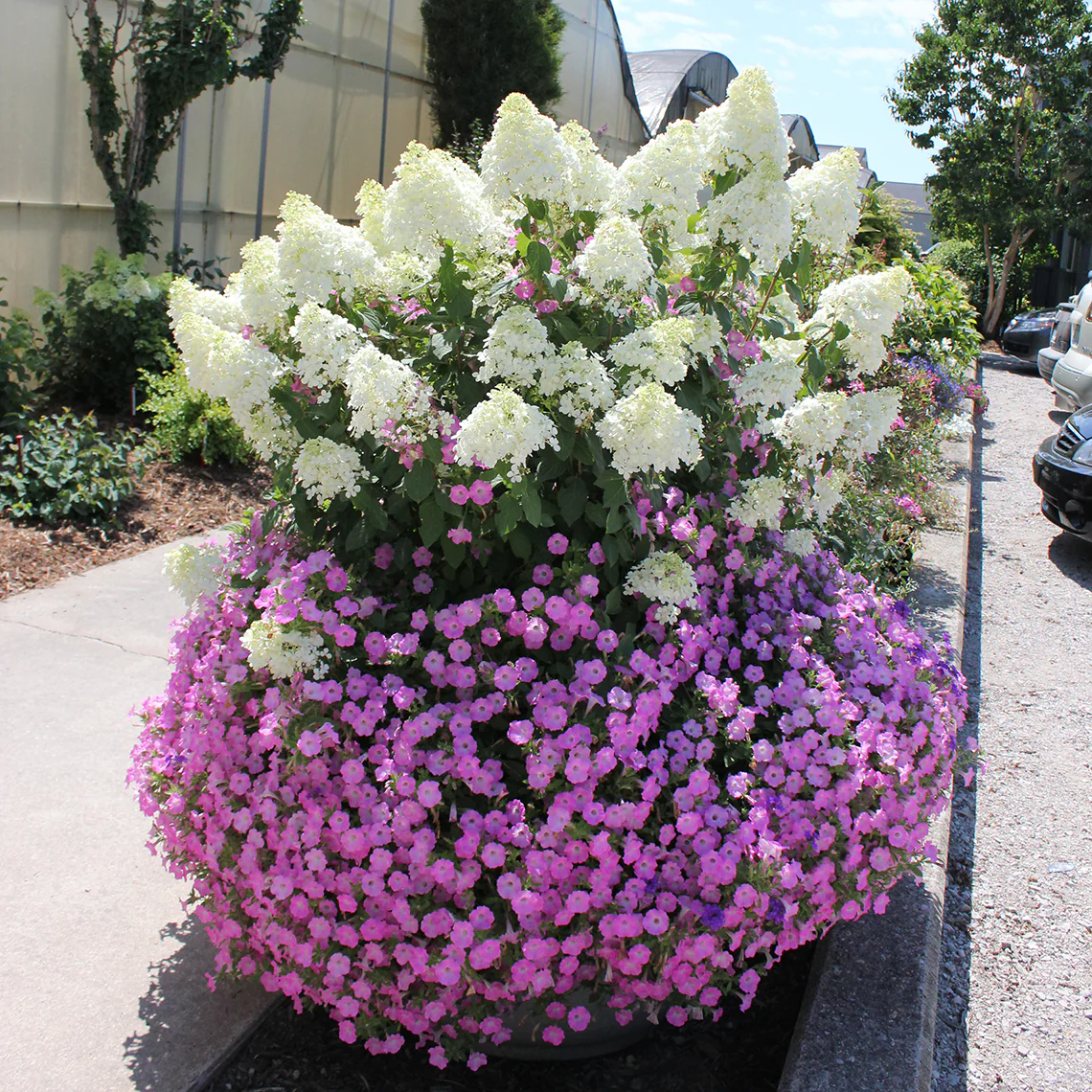 Bobo® Panicle Hydrangea - Image 7