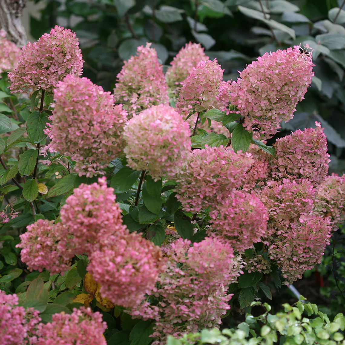 Bobo® Panicle Hydrangea - Image 8