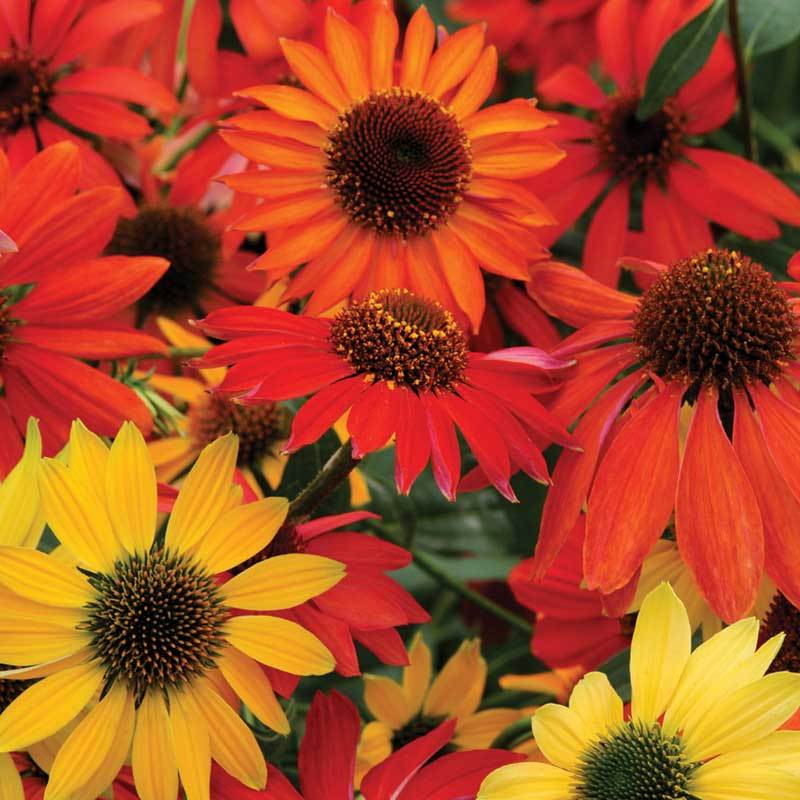 'Cheyenne Spirit' Coneflower - Image 4