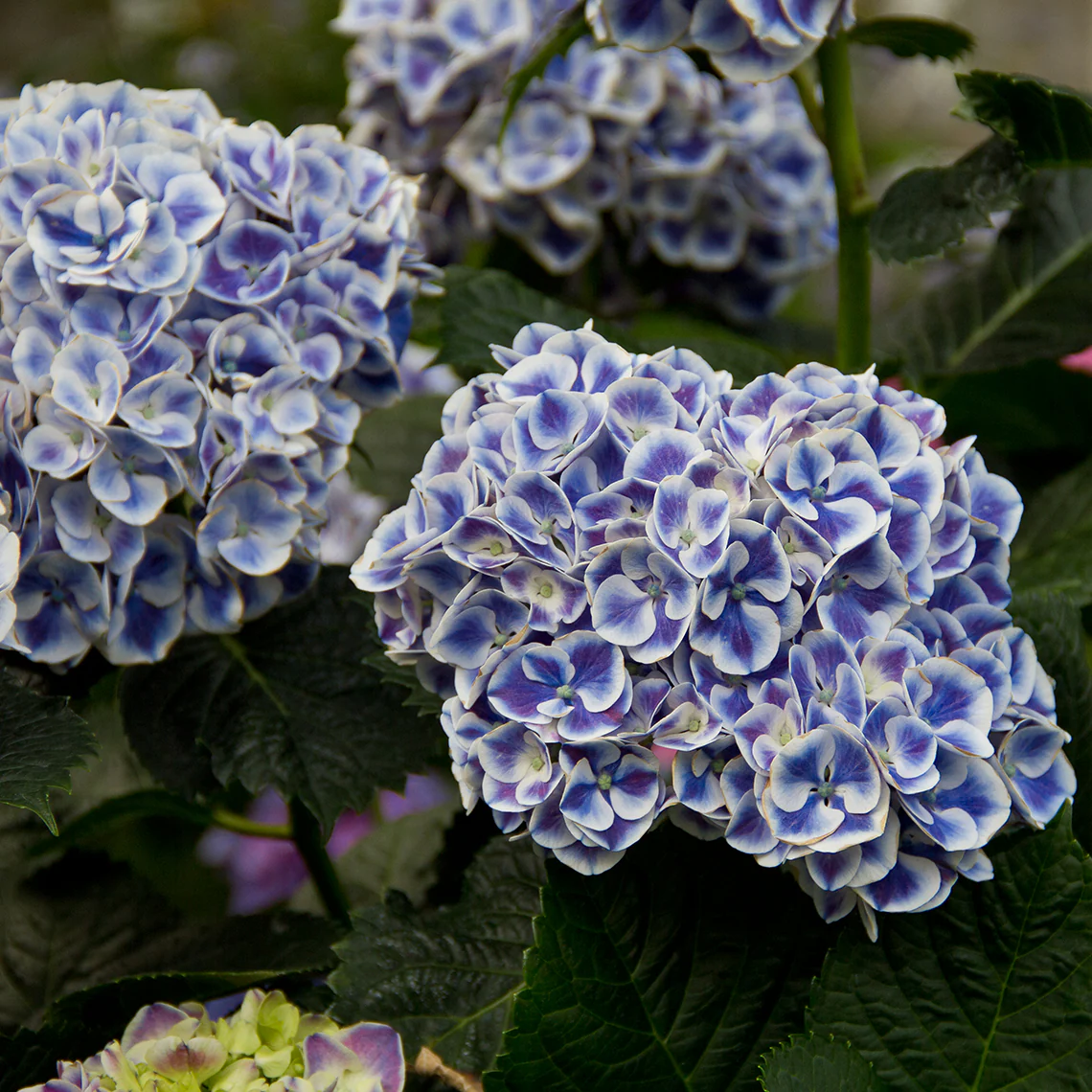 Cityline® Mars Bigleaf Hydrangea - DISCONTINUED - Image 3