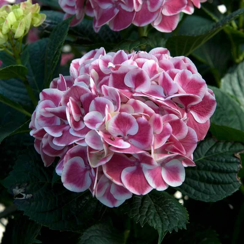 Cityline® Mars Bigleaf Hydrangea - DISCONTINUED - Image 4