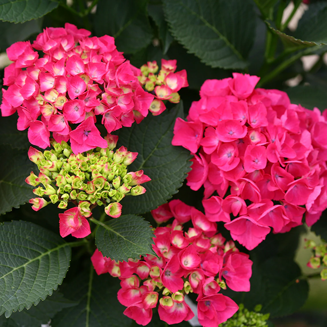 Cityline® Paris Bigleaf Hydrangea - DISCONTINUED - Image 3