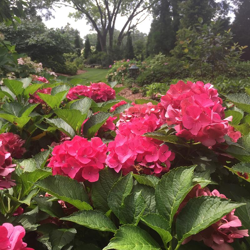 Cityline® Paris Bigleaf Hydrangea - DISCONTINUED - Image 4