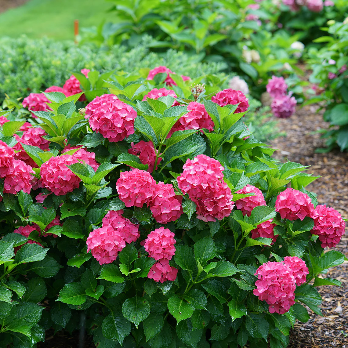Cityline® Paris Bigleaf Hydrangea - DISCONTINUED - Image 5