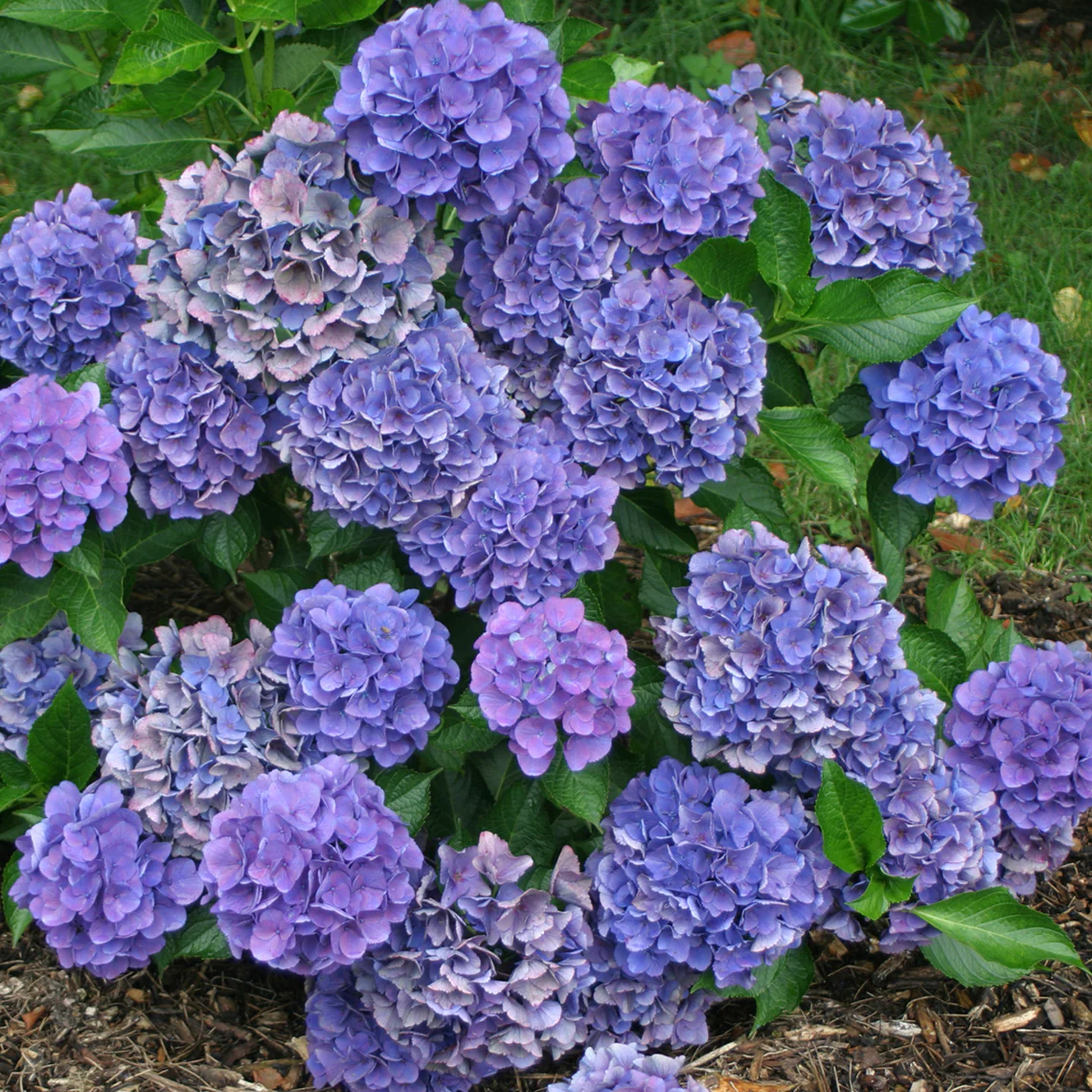 Cityline® Venice Bigleaf Hydrangea - DISCONTINUED - Image 3
