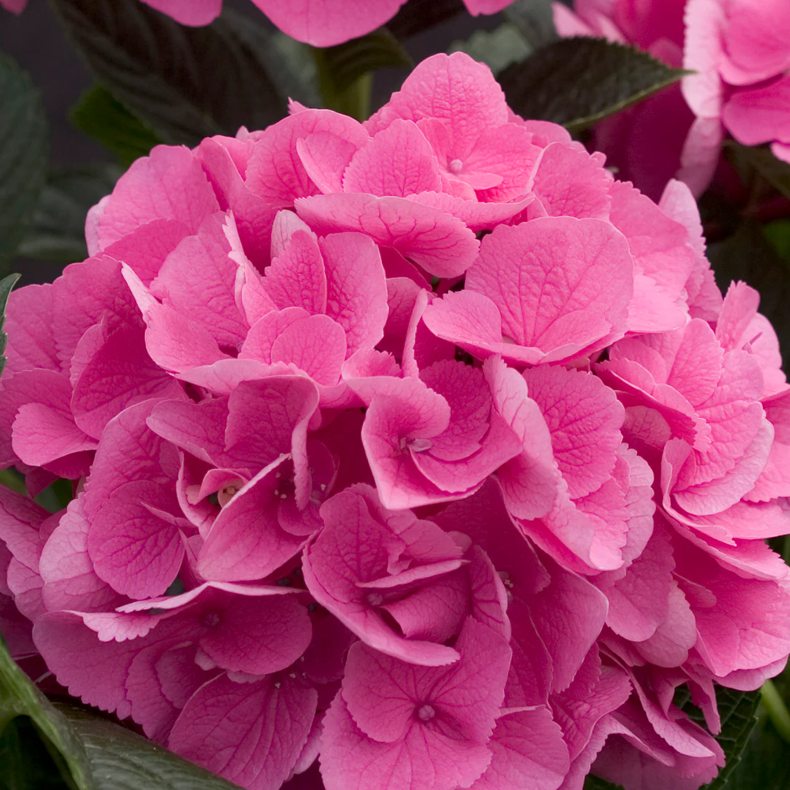 Cityline® Venice Bigleaf Hydrangea - DISCONTINUED - Image 4