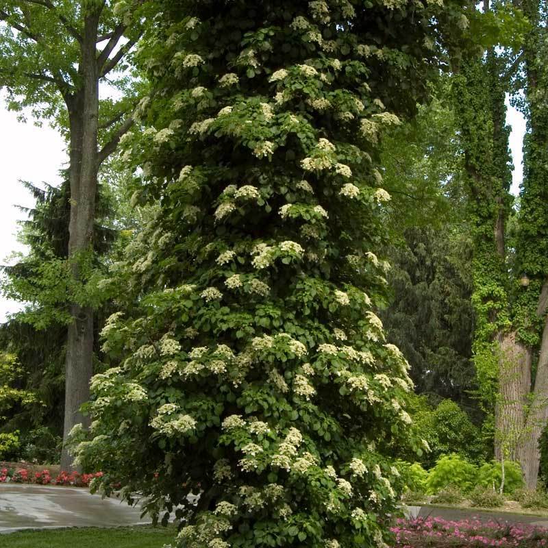 Climbing Hydrangea - Image 3