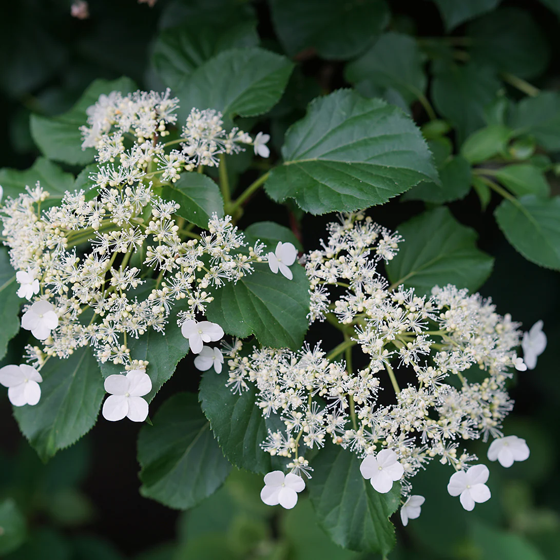 Climbing Hydrangea - Image 4