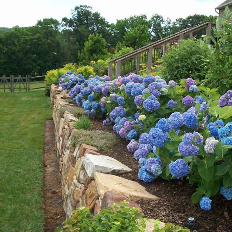 Endless Summer® Bigleaf Hydrangea - Image 3