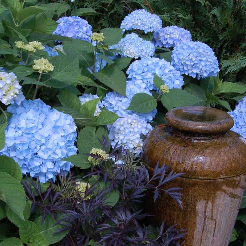 Endless Summer® Bigleaf Hydrangea - Image 4