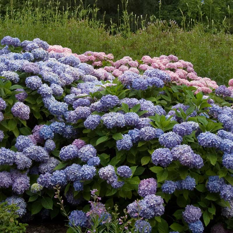Endless Summer® Bigleaf Hydrangea - Image 5