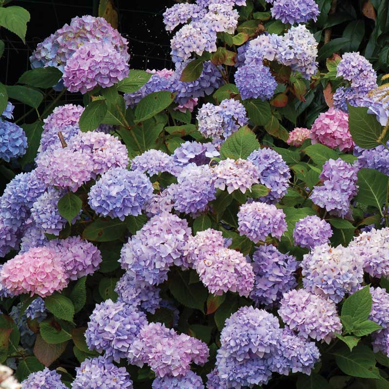 Endless Summer® Bigleaf Hydrangea - Image 6
