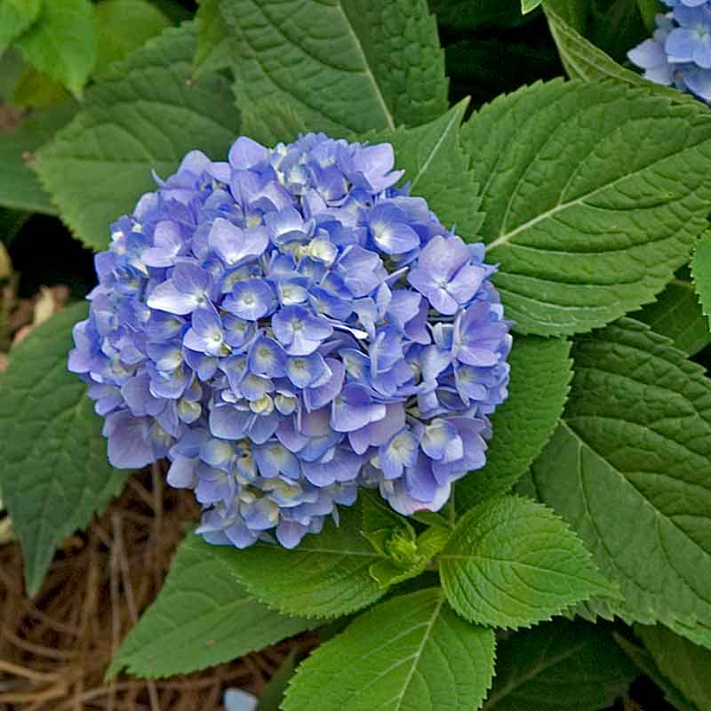Endless Summer® Bigleaf Hydrangea - Image 7