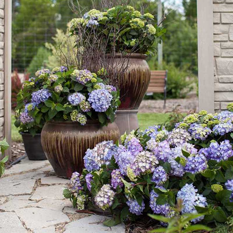 Endless Summer® BloomStruck® Bigleaf Hydrangea - Image 3
