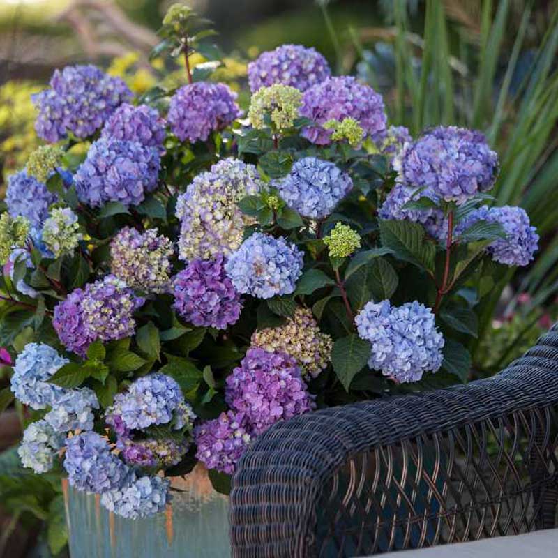 Endless Summer® BloomStruck® Bigleaf Hydrangea - Image 4