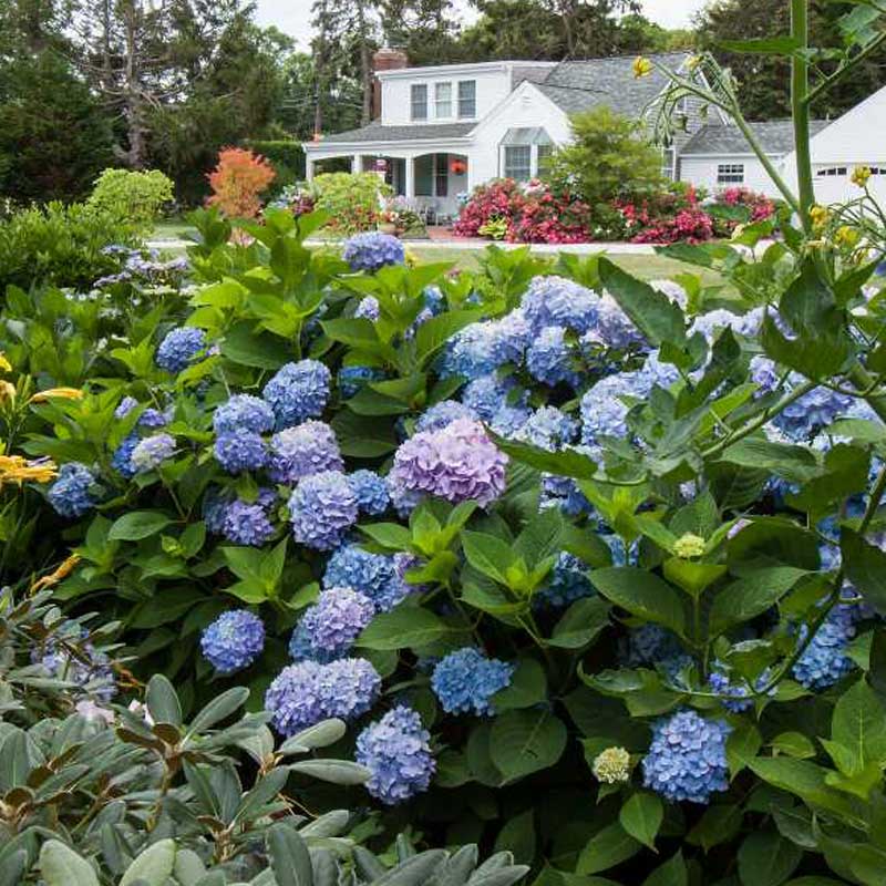 Endless Summer® BloomStruck® Bigleaf Hydrangea - Image 5