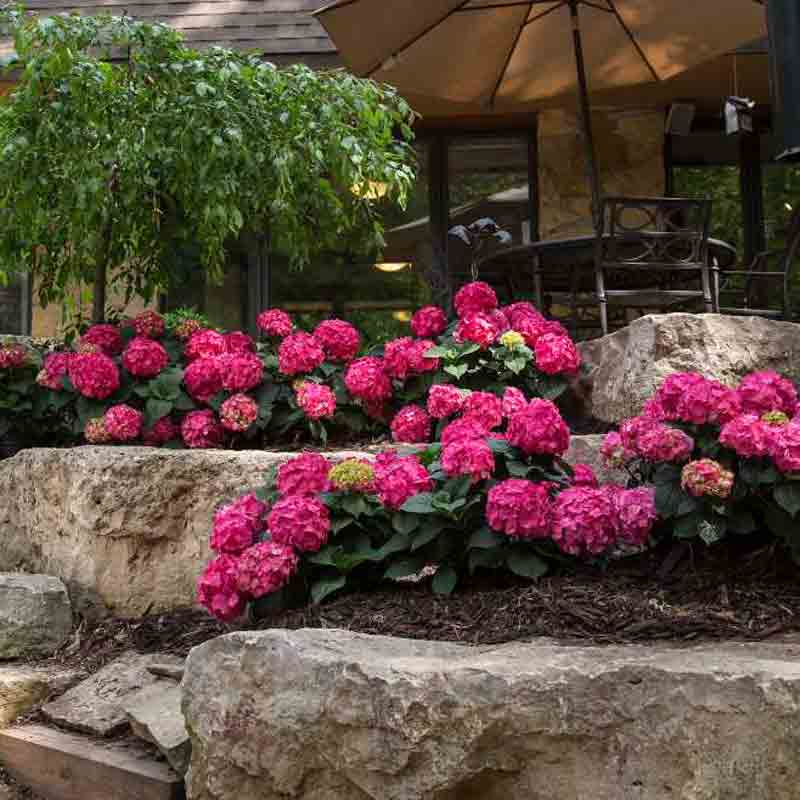Endless Summer® Summer Crush® Bigleaf Hydrangea - Image 3