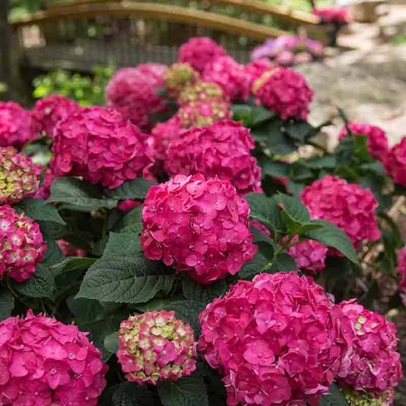 Endless Summer® Summer Crush® Bigleaf Hydrangea - Image 4