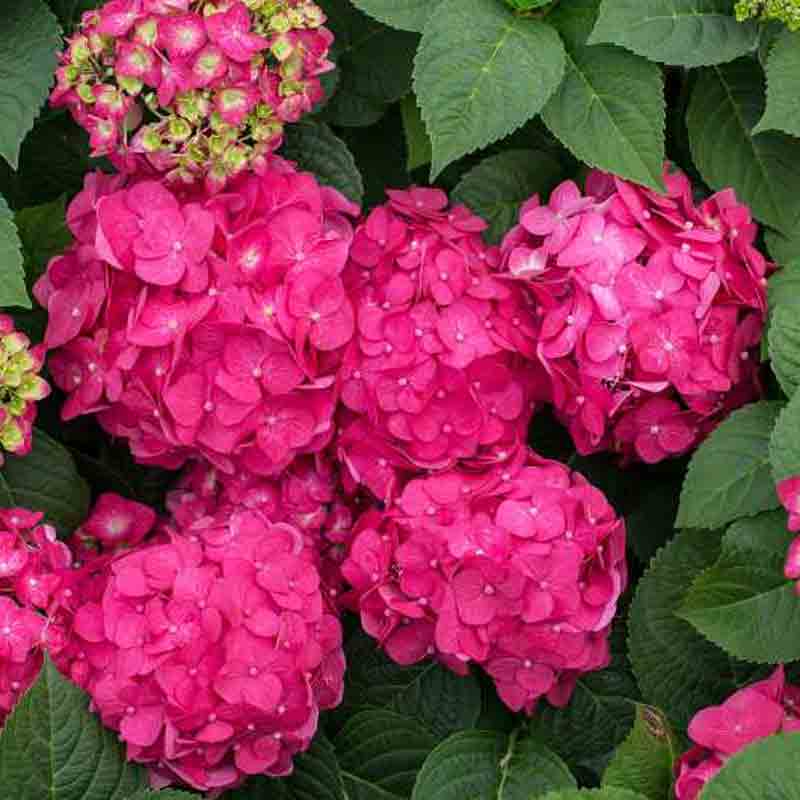 Endless Summer® Summer Crush® Bigleaf Hydrangea - Image 5