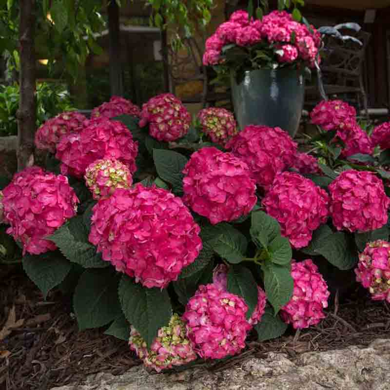 Endless Summer® Summer Crush® Bigleaf Hydrangea - Image 6