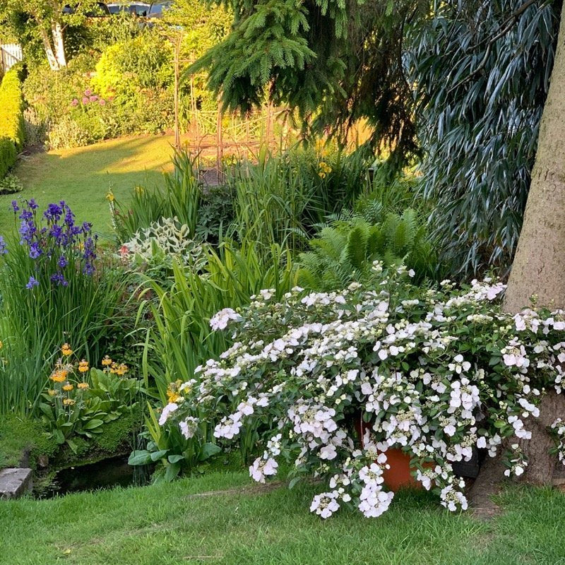 Fairytrail Bride® Cascade Hydrangea® - Image 3