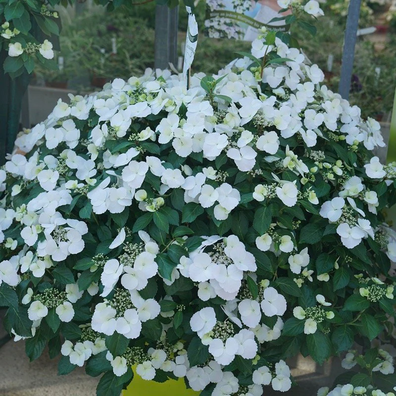 Fairytrail Bride® Cascade Hydrangea® - Image 4