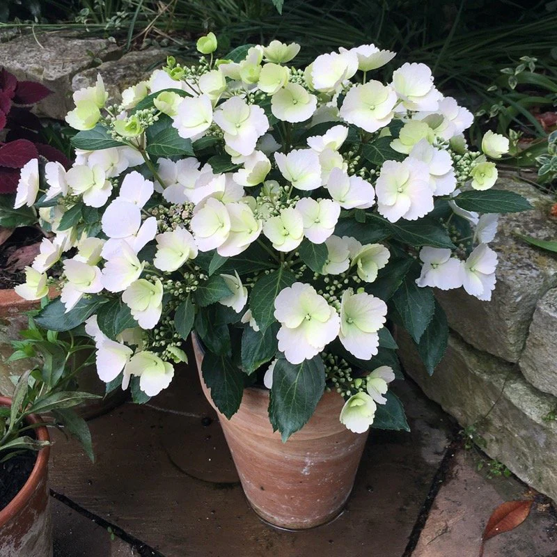 Fairytrail Bride® Cascade Hydrangea® - Image 5