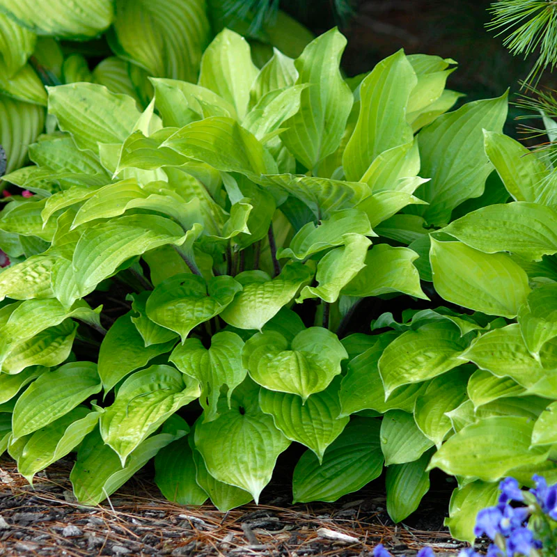 'Fire Island' Hosta - Image 3