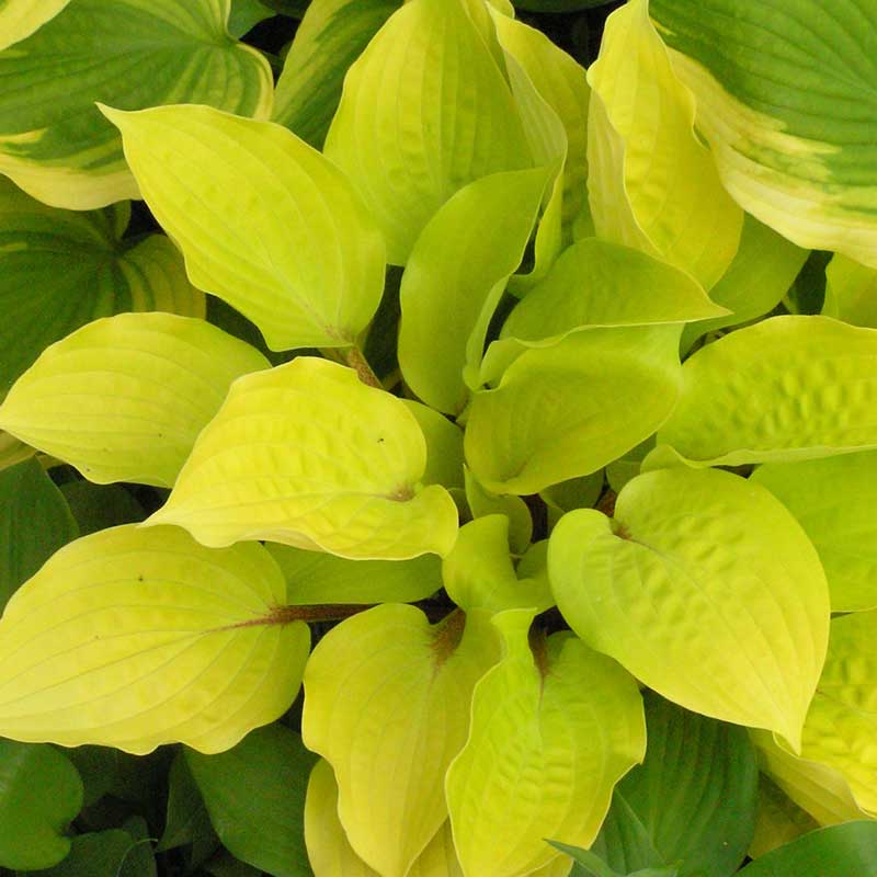 'Fire Island' Hosta - Image 4