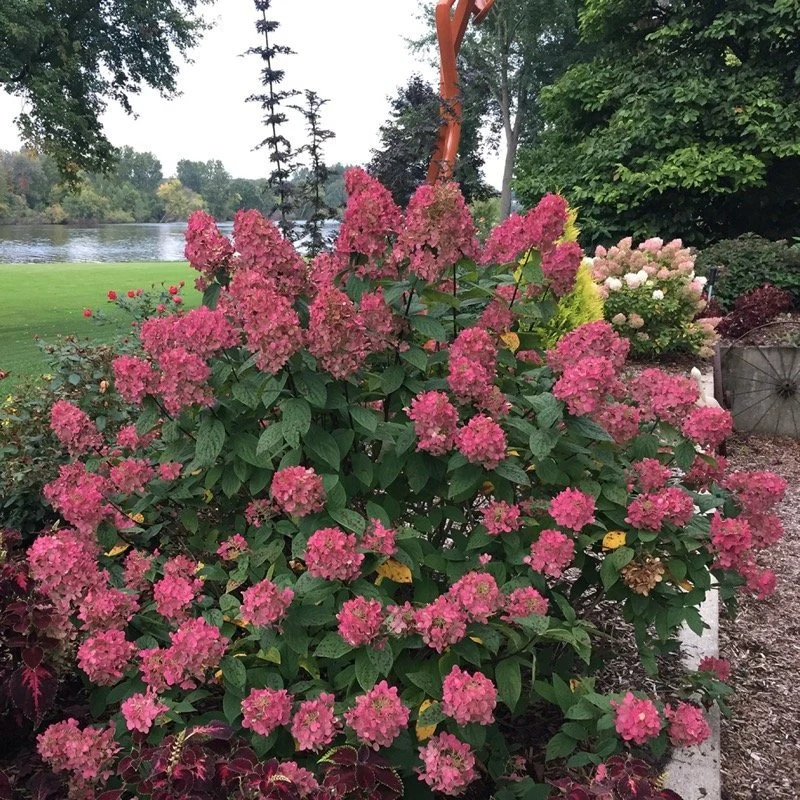 Fire Light® Panicle Hydrangea - Image 3