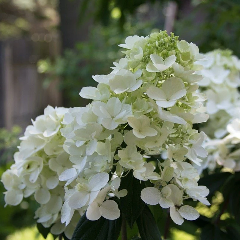 Fire Light® Panicle Hydrangea - Image 4