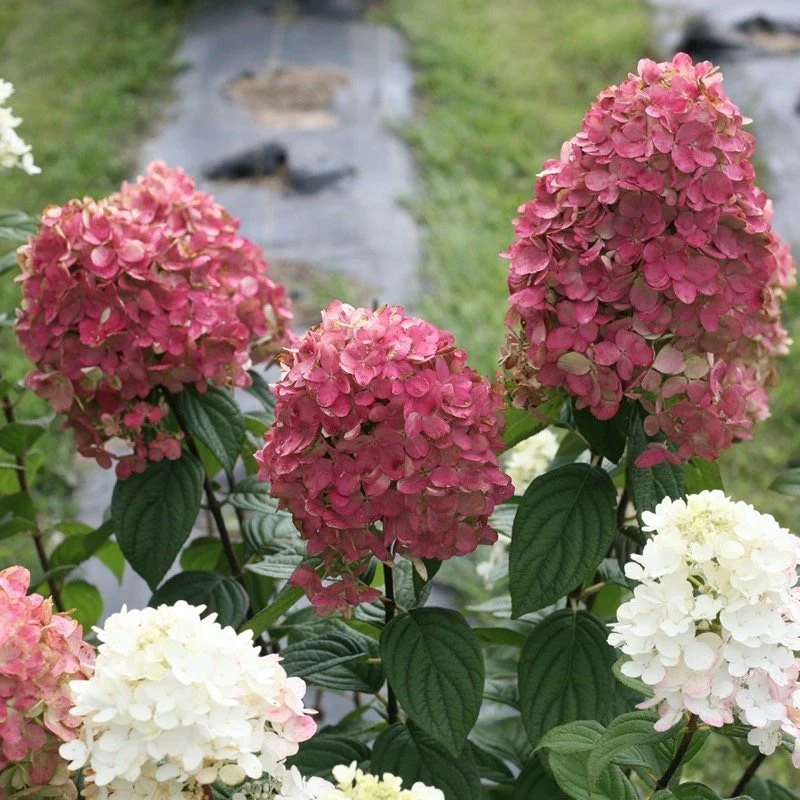Fire Light® Panicle Hydrangea - Image 5