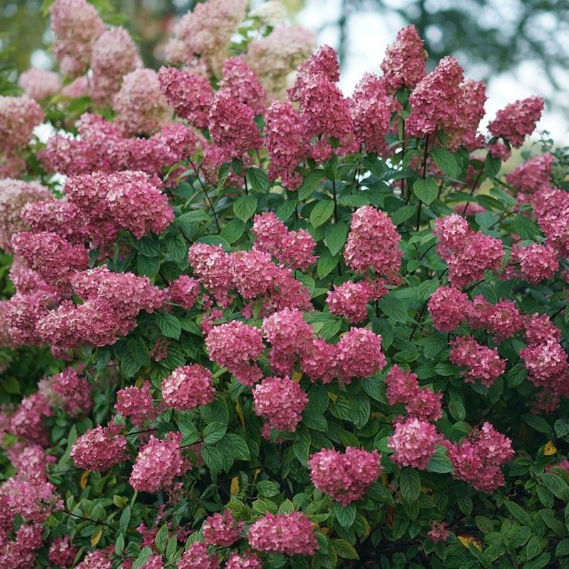 Fire Light® Panicle Hydrangea - Image 6