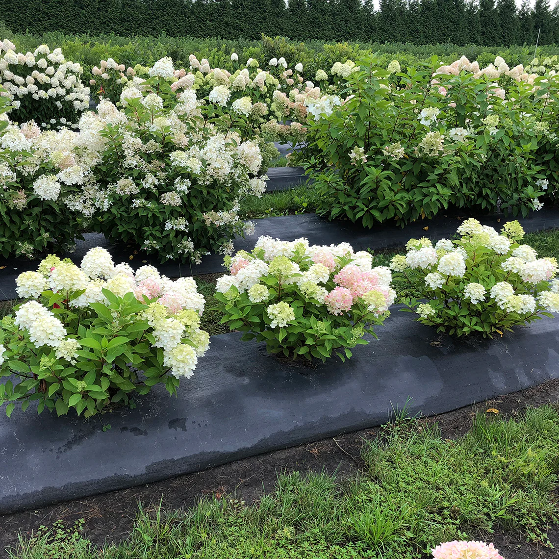 Fire Light Tidbit® Panicle Hydrangea - Image 3