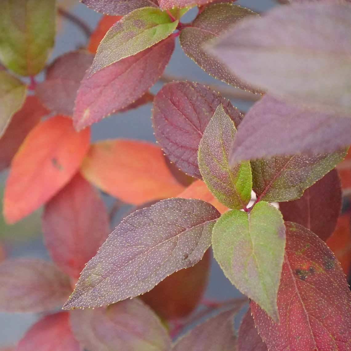 Fire Light Tidbit® Panicle Hydrangea - Image 4