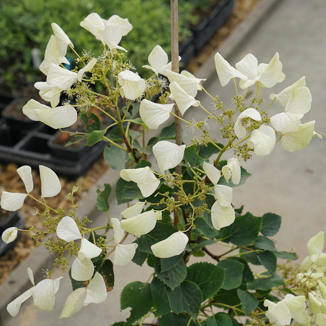 Flirty Girl™ False Hydrangea Vine - Image 3