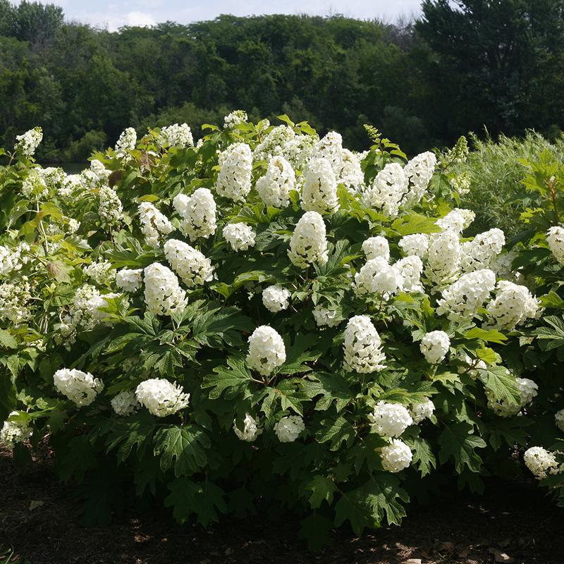 Gatsby Gal® Oakleaf Hydrangea - Image 3